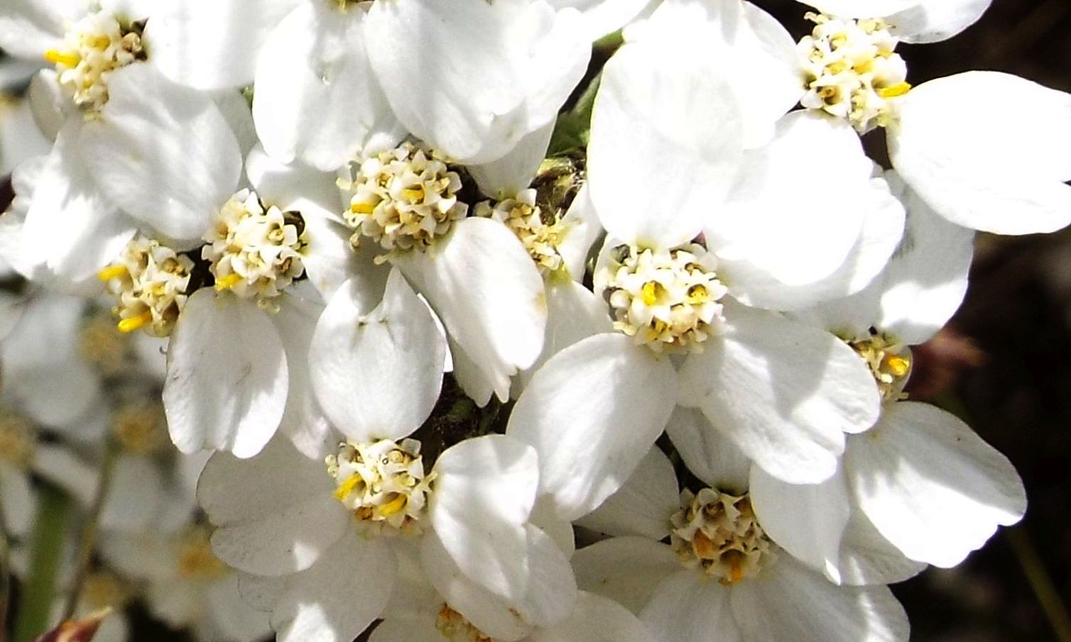Achillea gr. millefolium (Asteraceae)