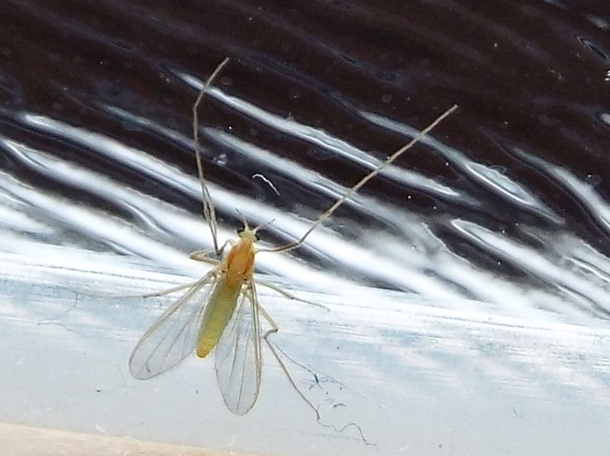 Chironomidae, femmina e Cecidomyiidae