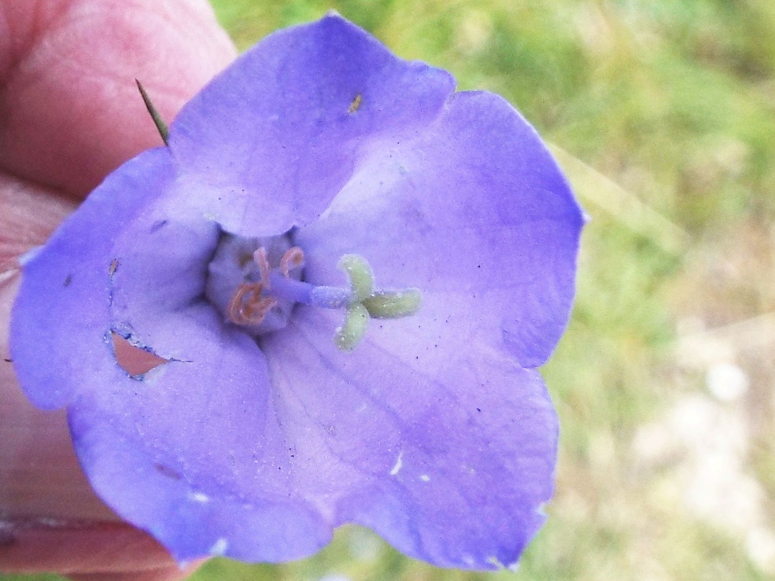 Campanula sp.