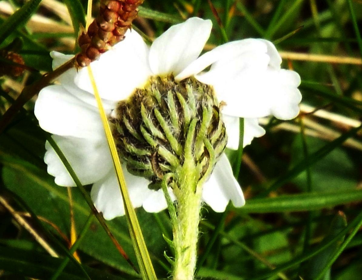 Asteracea: Achillea barrelieri subsp. oxyloba