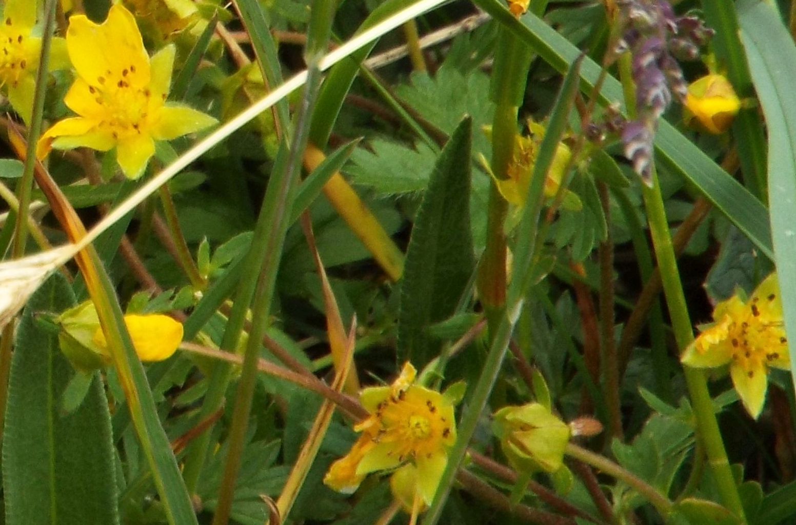 Potentilla sp. (Rosaceae)