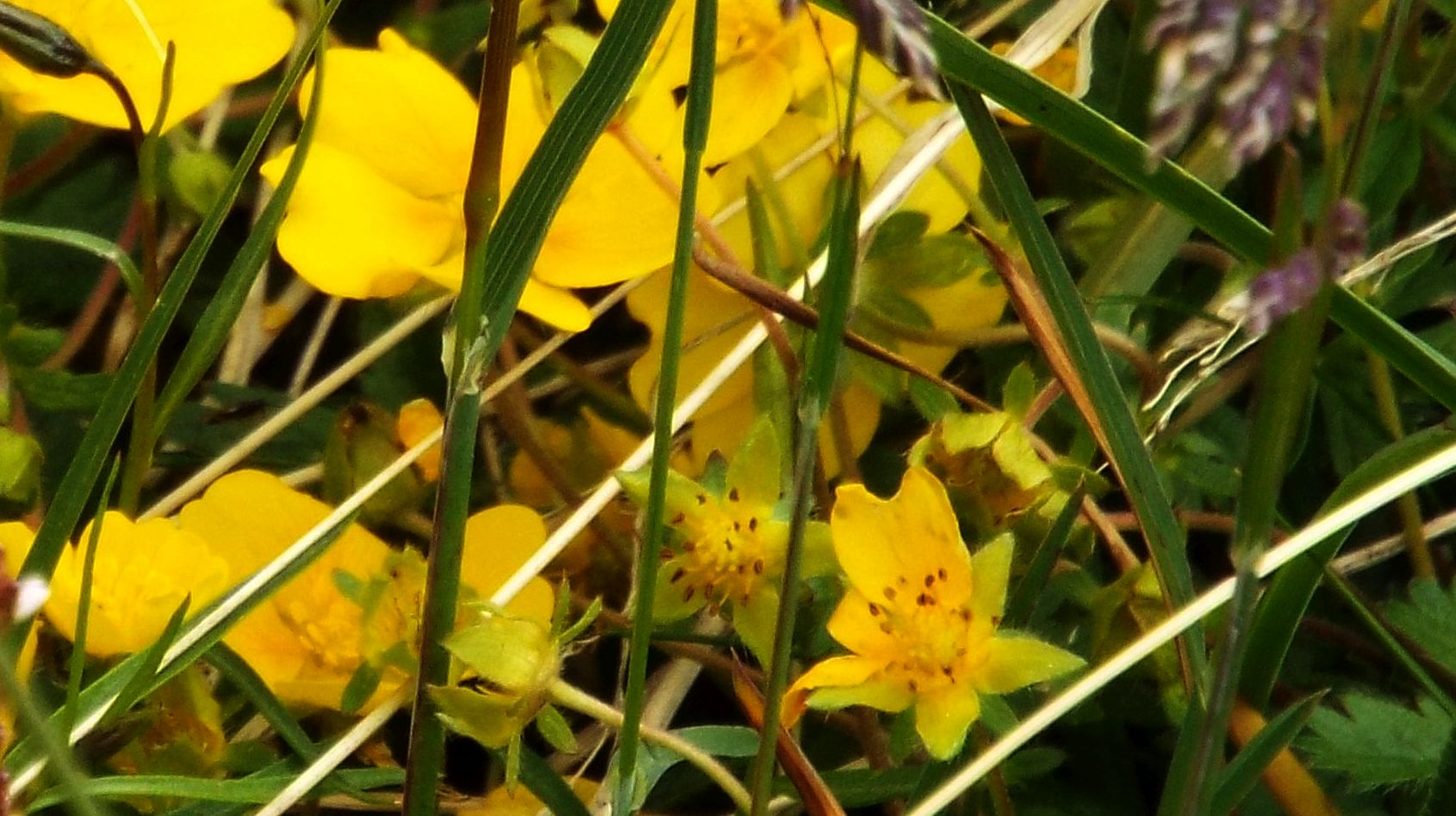 Potentilla sp. (Rosaceae)