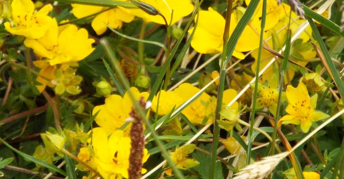 Potentilla sp. (Rosaceae)