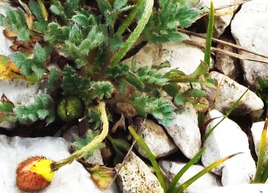 Papaver alpinum / Papavero alpino