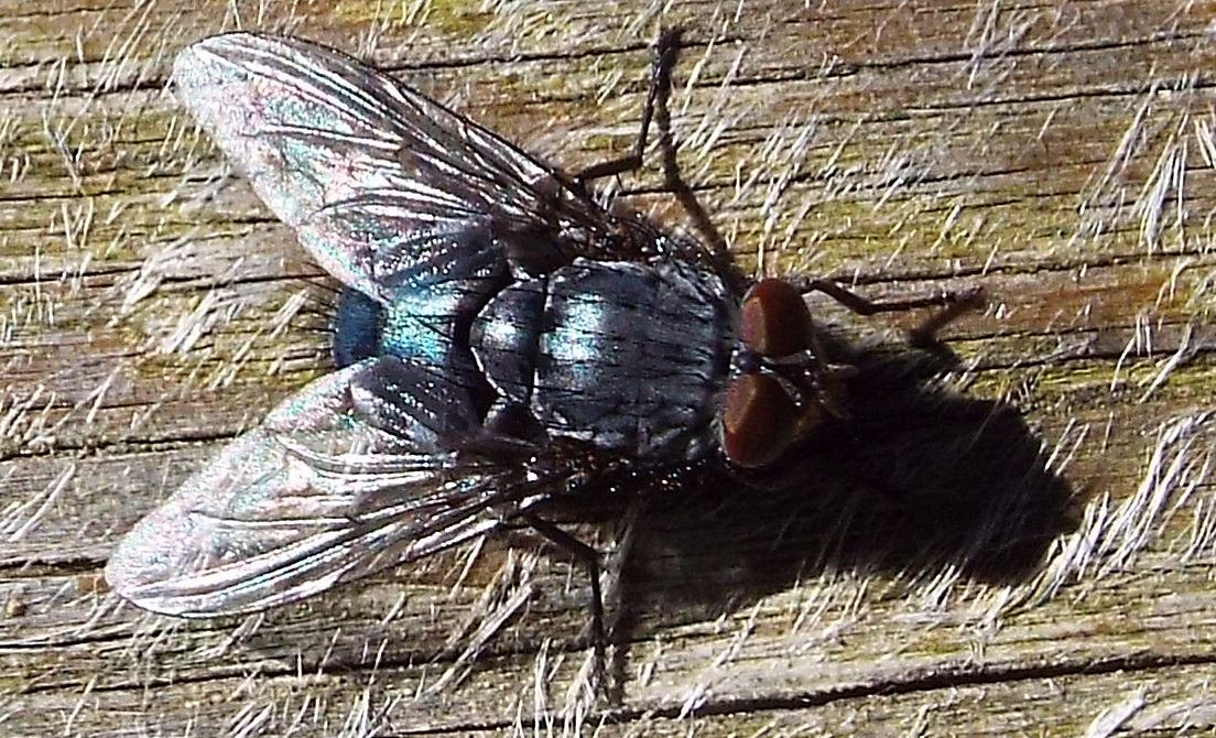 Mosche da identificare: Pollenia sp. e Calliphora sp. (Calliphoridae)