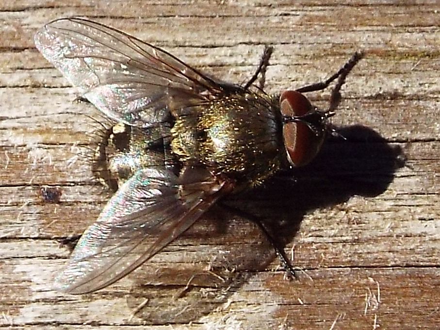 Mosche da identificare: Pollenia sp. e Calliphora sp. (Calliphoridae)