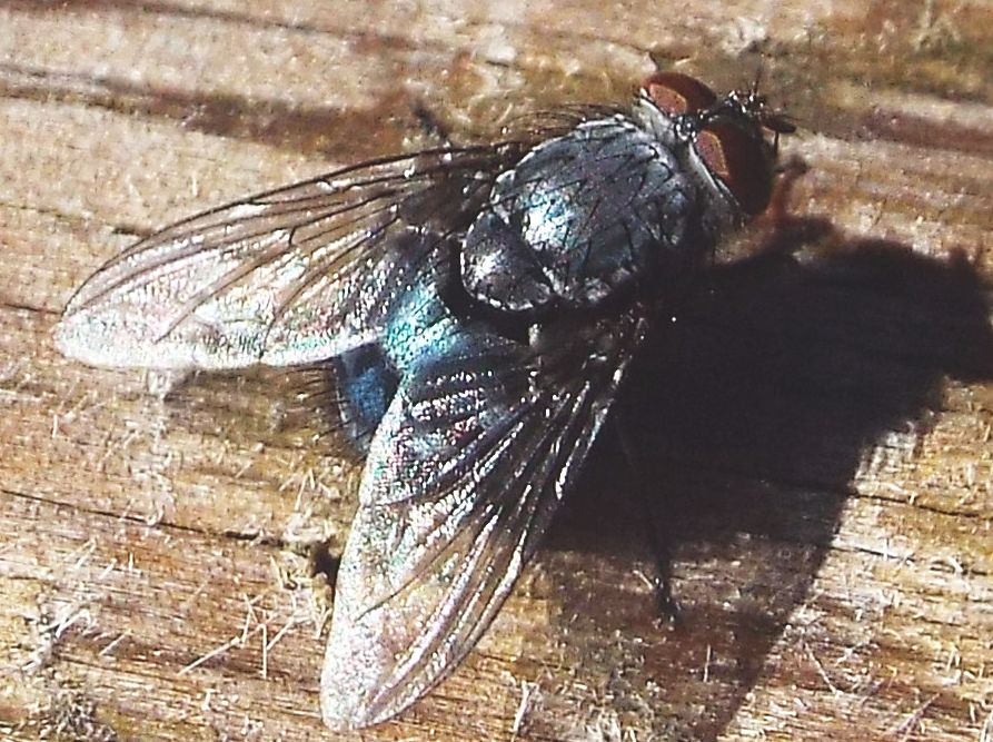 Mosche da identificare: Pollenia sp. e Calliphora sp. (Calliphoridae)