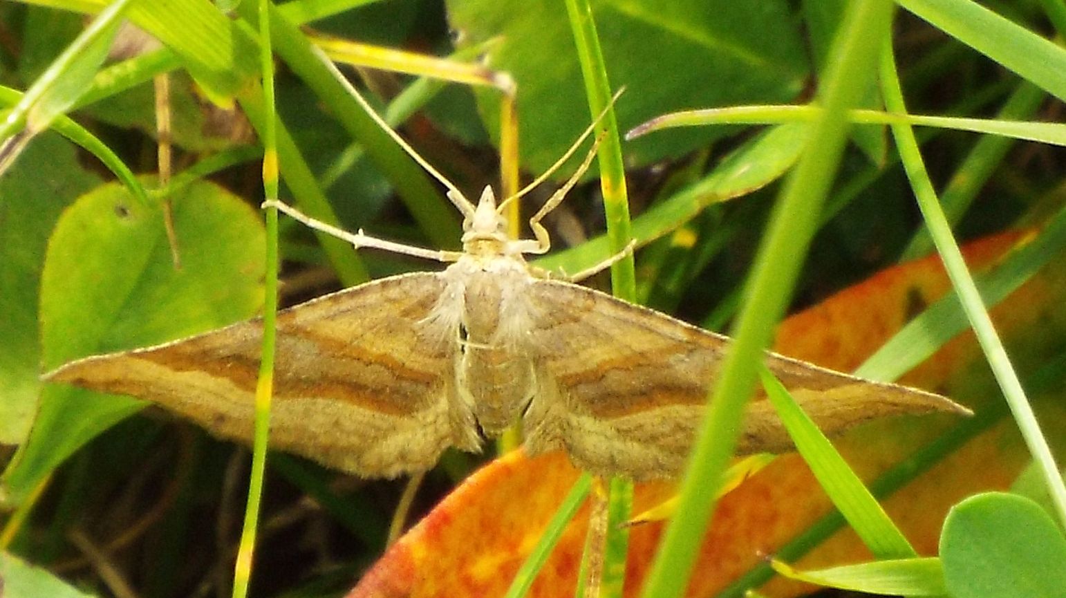 Scotopteryx chenopodiata  (Geometridae)