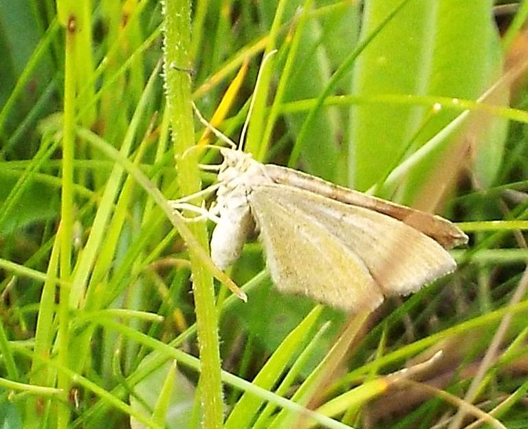 Scotopteryx chenopodiata  (Geometridae)