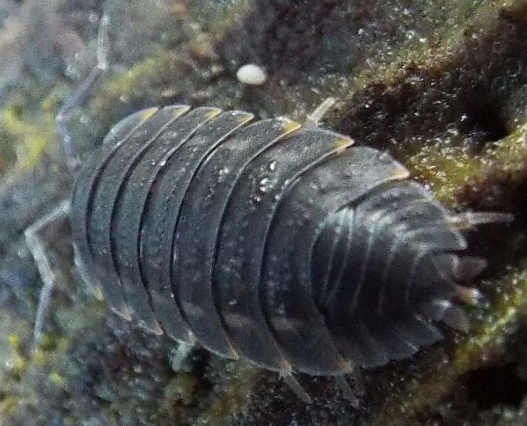 Trachelipus sp.  (Isopoda Trachelipodidae)