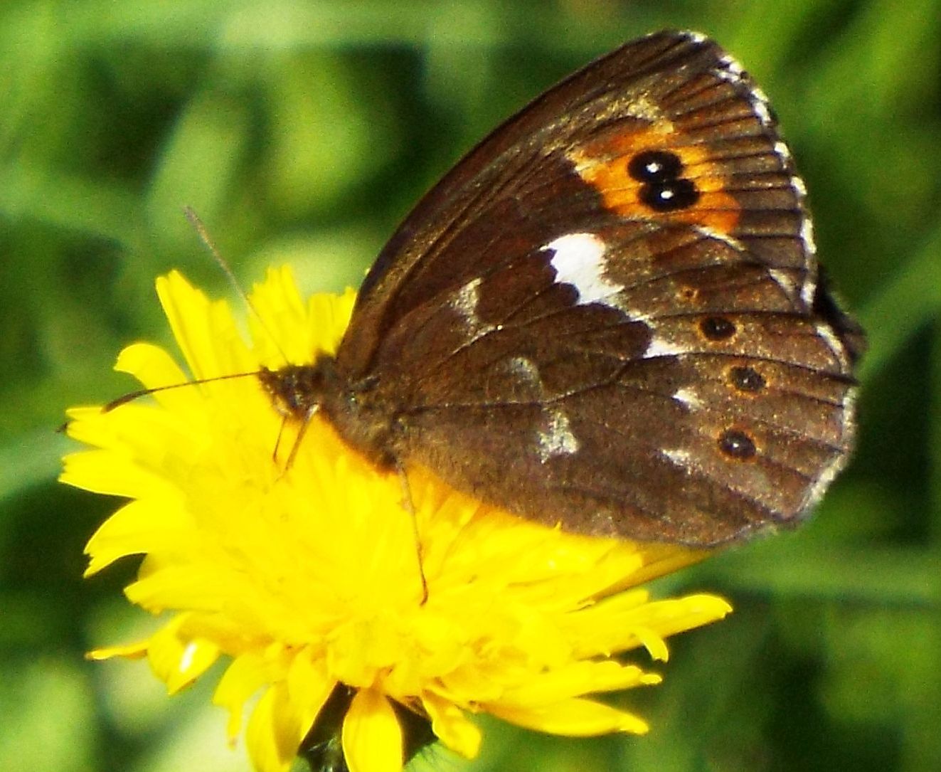 Erebia da identificare - Erebia ligea, Nymphalidae