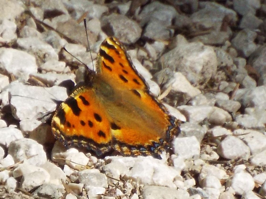 Nymphalidae:  Aglais urticae?   No, Nymphalis polychloros