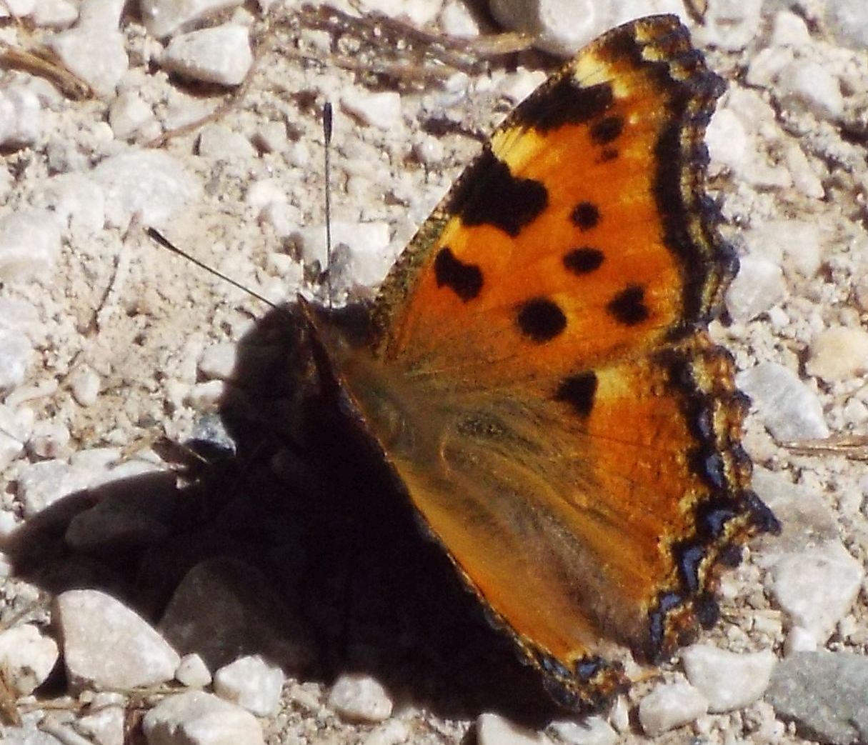 Nymphalidae:  Aglais urticae?   No, Nymphalis polychloros