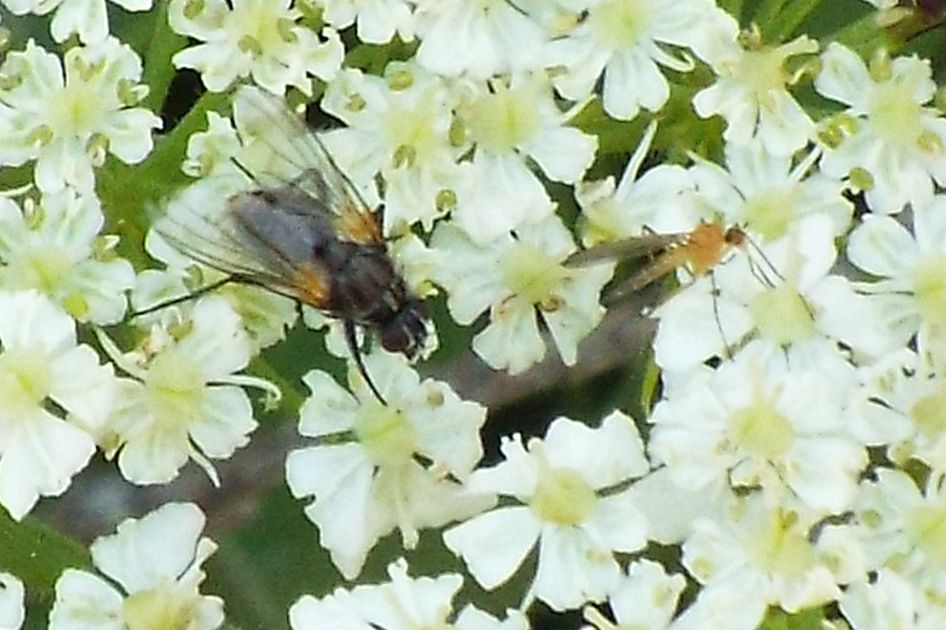 Empididae: cfr. Empis (Xanthempis) sp.