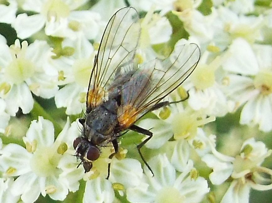 Muscidae:  Thricops sp. (T. longipes o  T. nigrifrons)