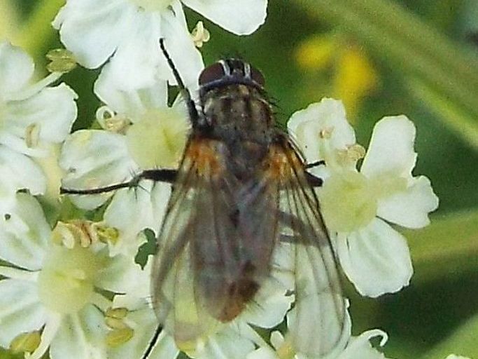 Muscidae:  Thricops cfr. longipes