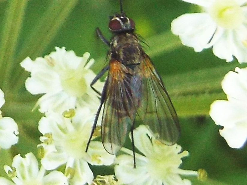 Muscidae:  Thricops cfr. longipes