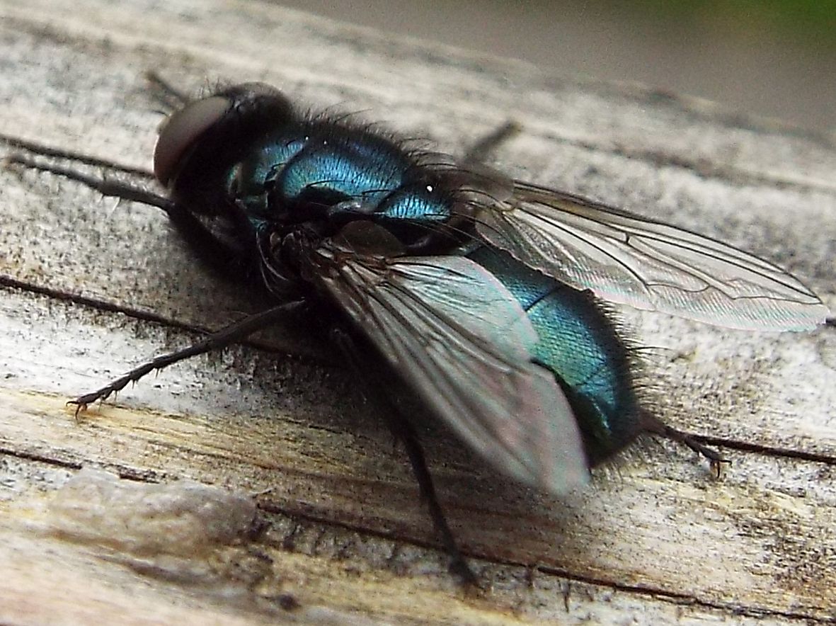 Mosca metallizzata: Protophormia terraenovae. (Calliphoridae)