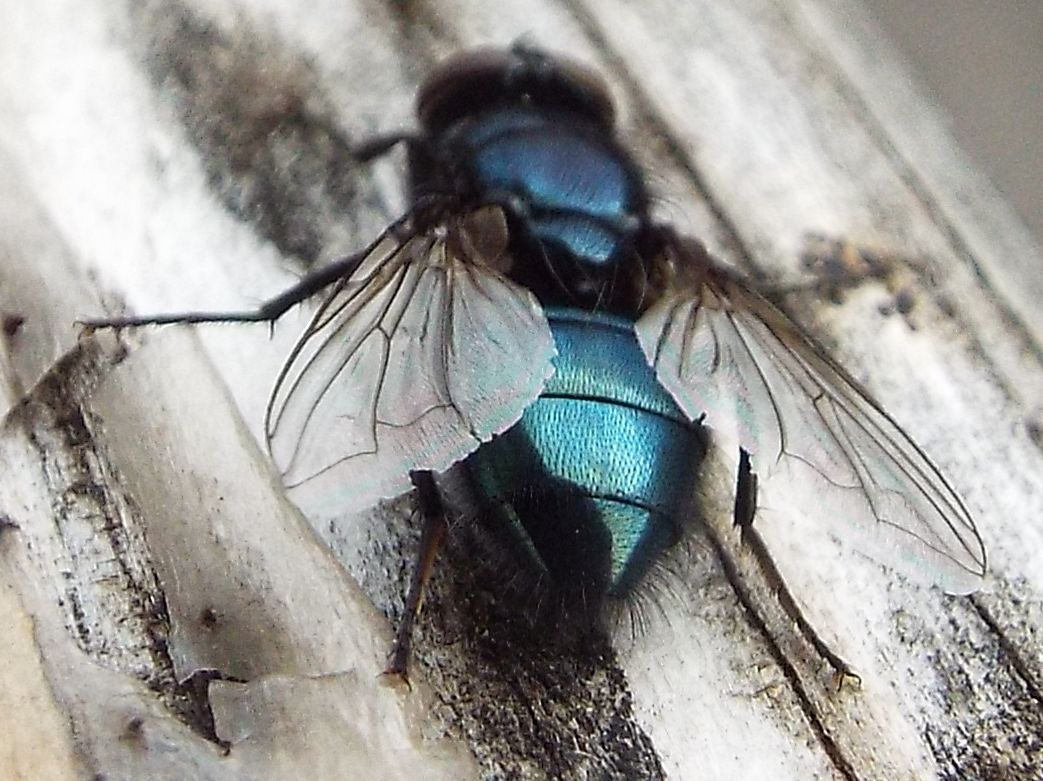 Mosca metallizzata: Protophormia terraenovae. (Calliphoridae)