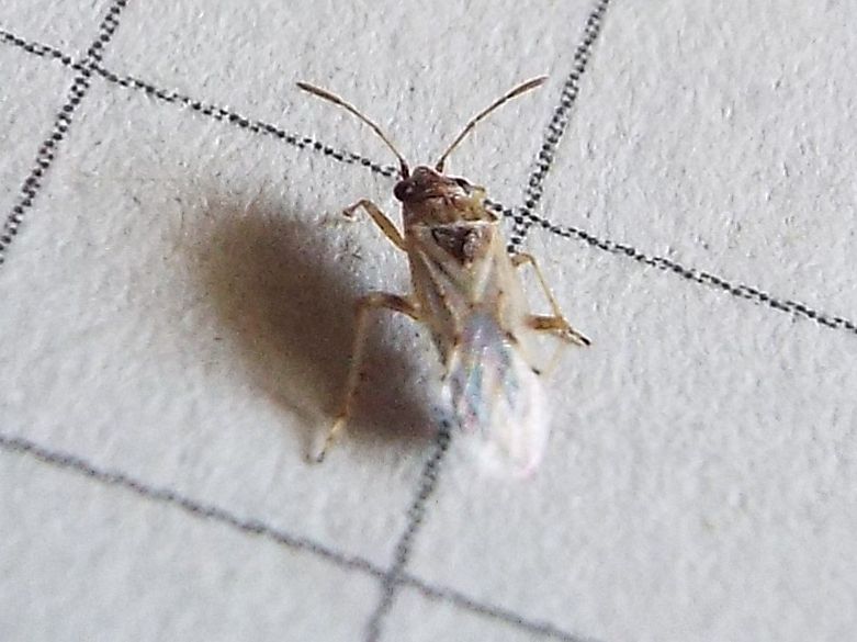 Un altro Nysius ?  S, Nysius cfr. graminicola (Lygaeidae)