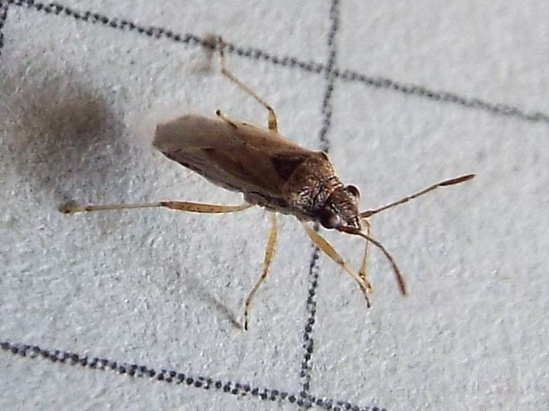 Un altro Nysius ?  S, Nysius cfr. graminicola (Lygaeidae)