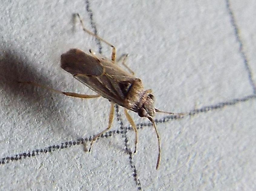 Un altro Nysius ?  S, Nysius cfr. graminicola (Lygaeidae)