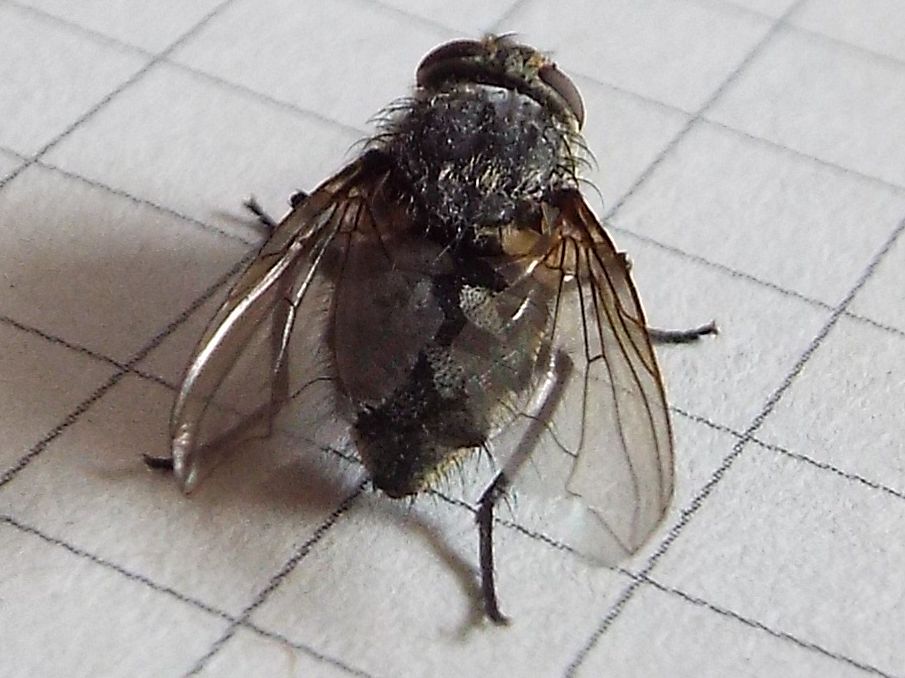 Pollenia sp., femmina (Calliphoridae) ?? Si