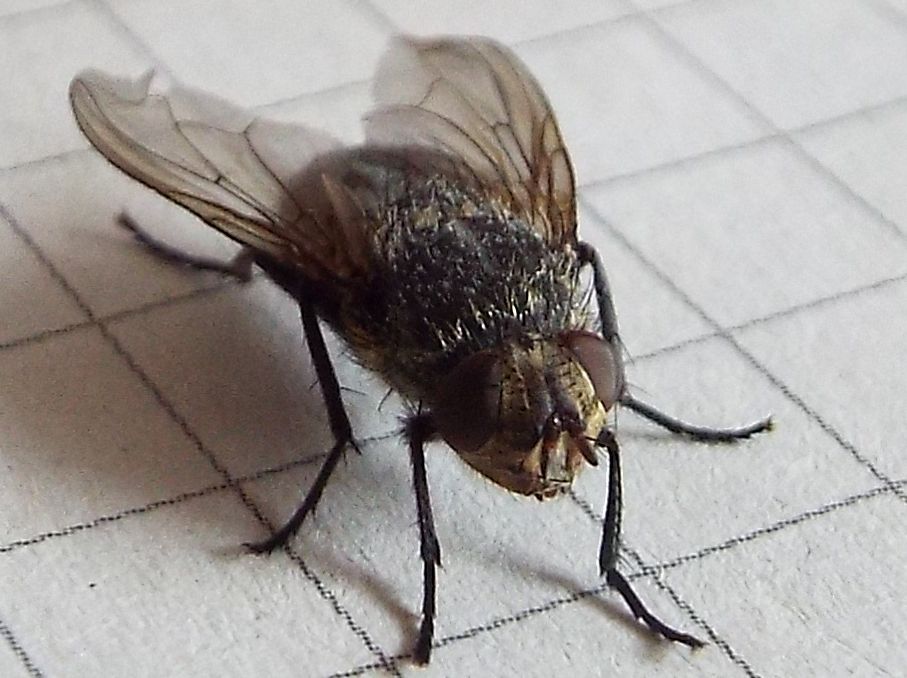 Pollenia sp., femmina (Calliphoridae) ?? Si