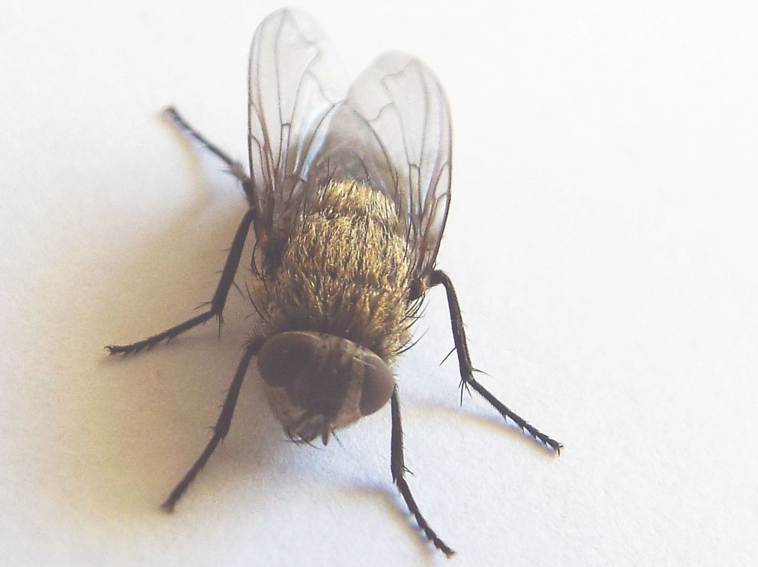 Pollenia sp., femmina (Calliphoridae) ?? Si