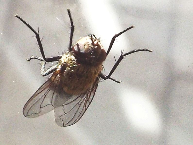 Pollenia sp., femmina (Calliphoridae) ?? Si