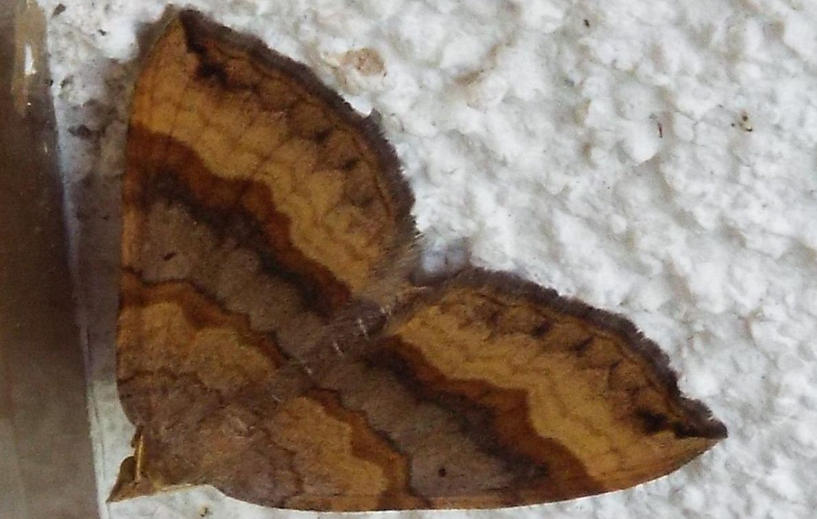 Scotopteryx chenopodiata (Geometridae)