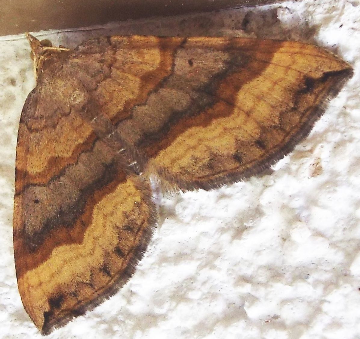 Scotopteryx chenopodiata (Geometridae)