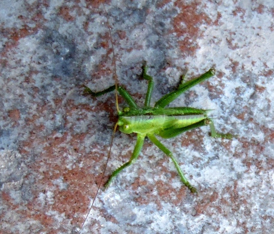 Ninfa di Tettigonia sp