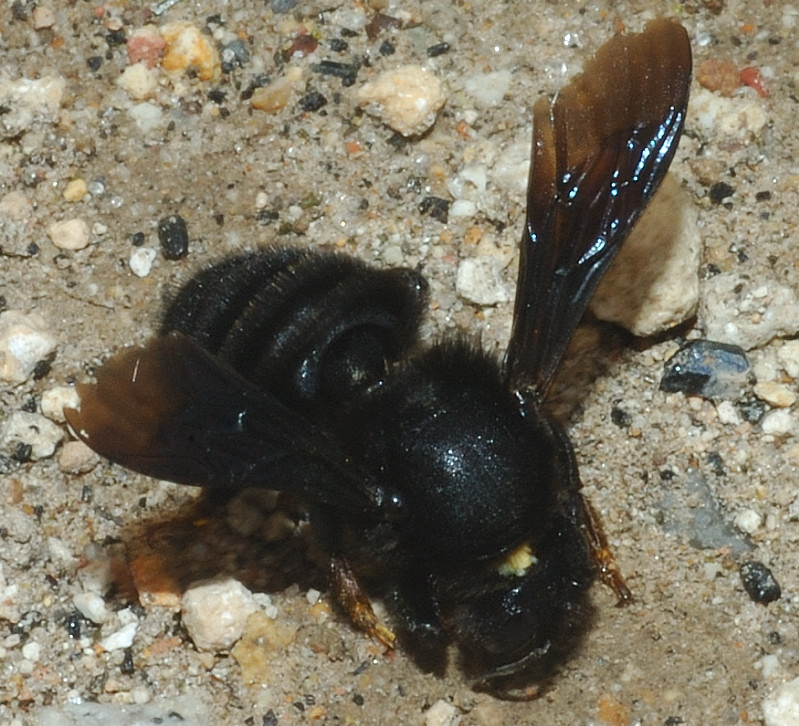 Grossi apidi neri: Calicodoma parietina.