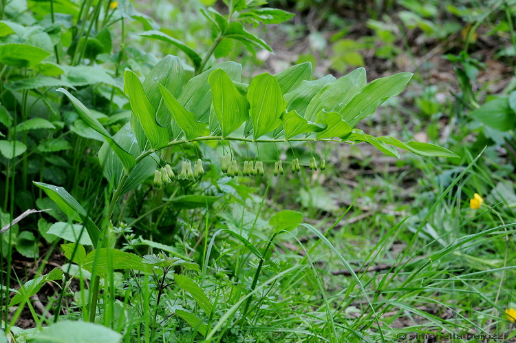 Polygonatum multiflorum / Sigillo di Salomone