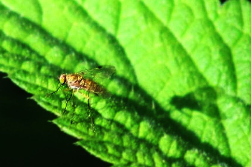 Femmina di Chrysopilus (Rhagionidae)