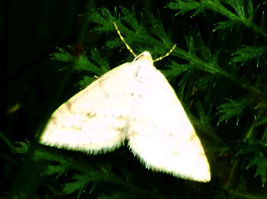 Falena da identificare:  Mesotype verberata (Geometridae), malridotta