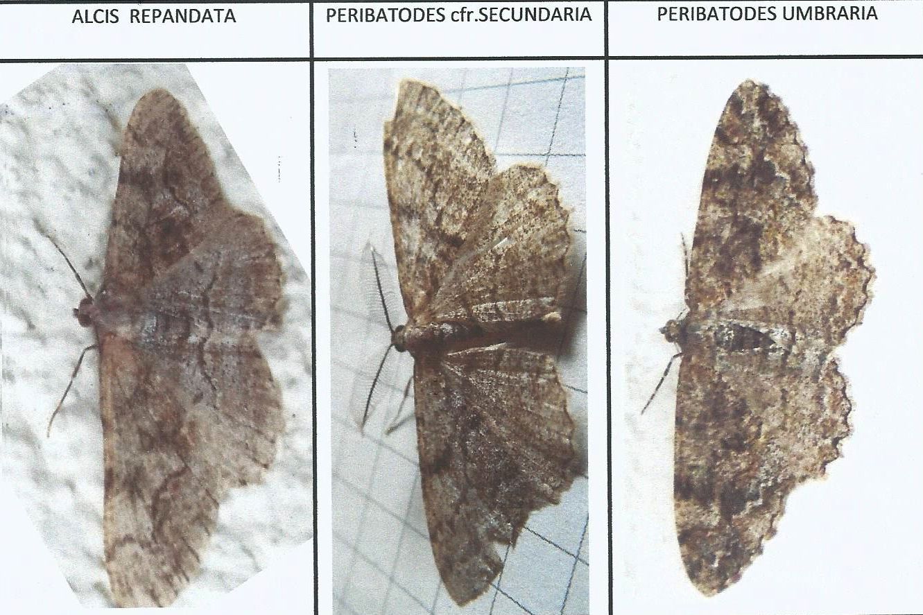 Geometridae: Peribatodes umbraria