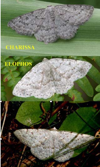 Charissa cfr. ambiguata  (Geometridae)