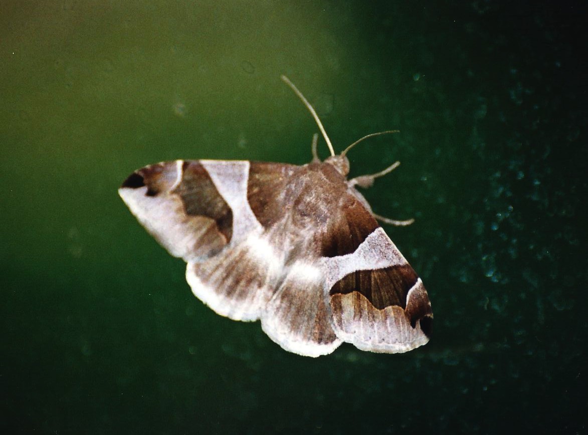 Appena sfarfallata e ...dopo un po'': Dysgonia algira