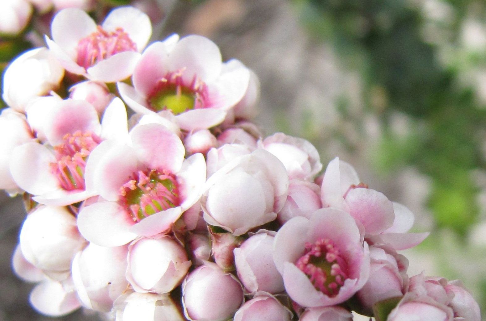 Scholtzia involucrata (Myrtaceae) - Australia (WA)