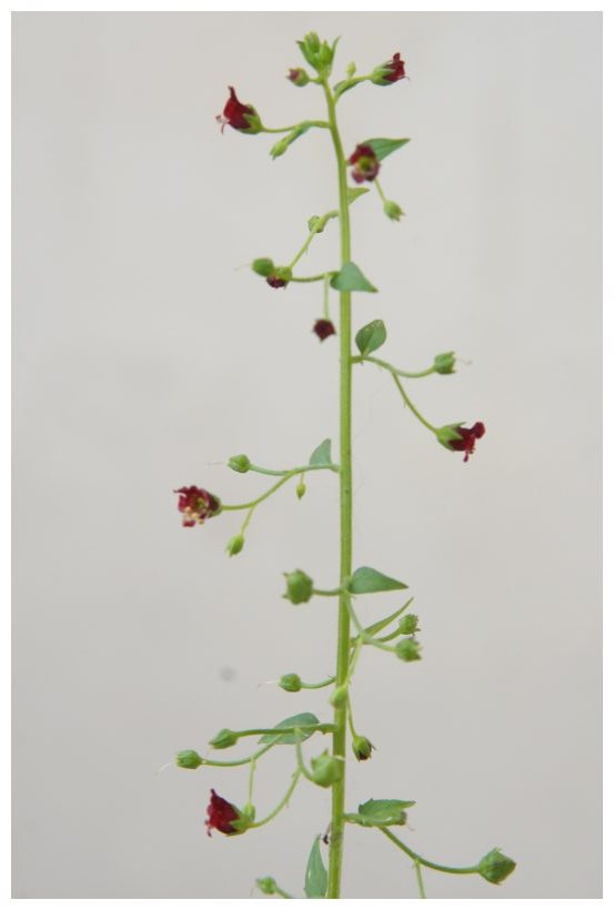 Scrophularia peregrina / Scrofularia annuale