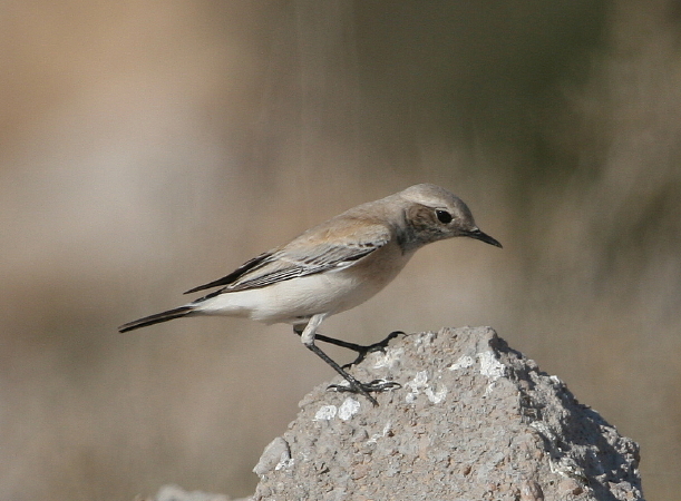 Monachella del deserto (Tunisia)