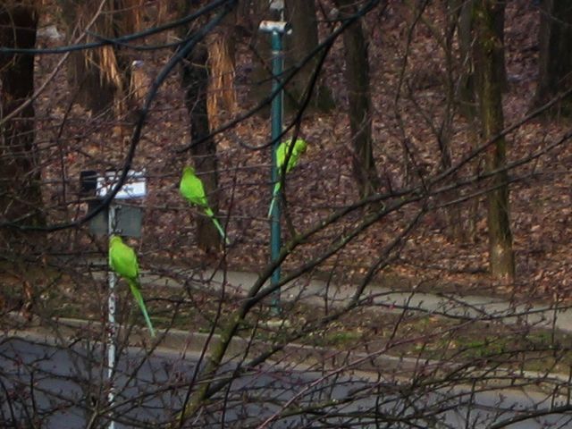 Parrocchetti alle porte di Milano