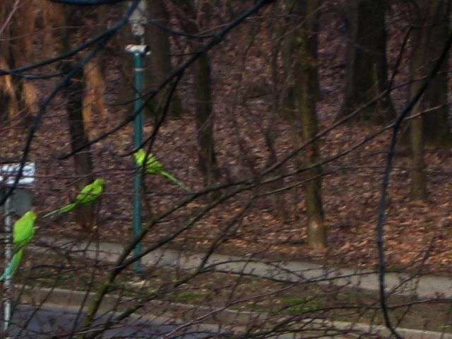 Parrocchetti alle porte di Milano