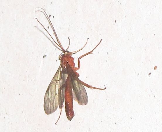 Ichneumonidae Tryphoninae:  cfr. Netelia sp.