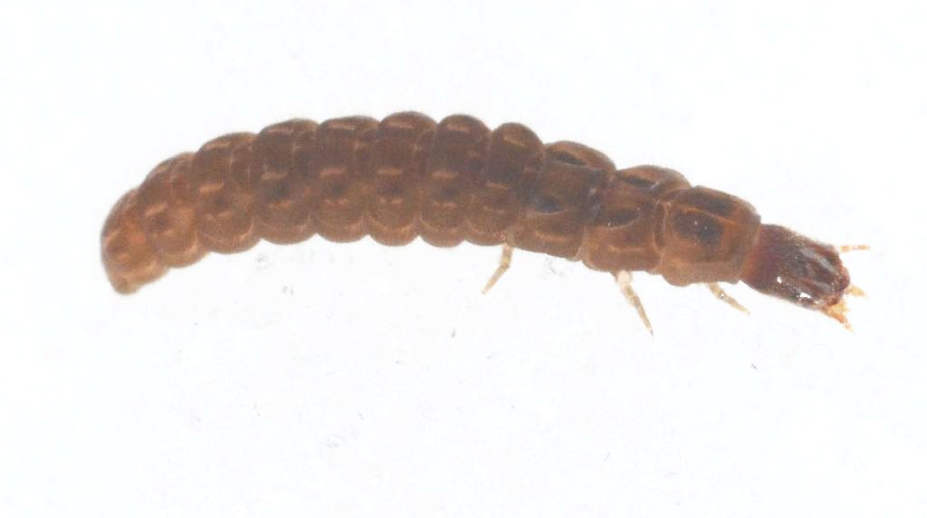 Larva di coleottero?  S, di Cantharidae Cantharinae
