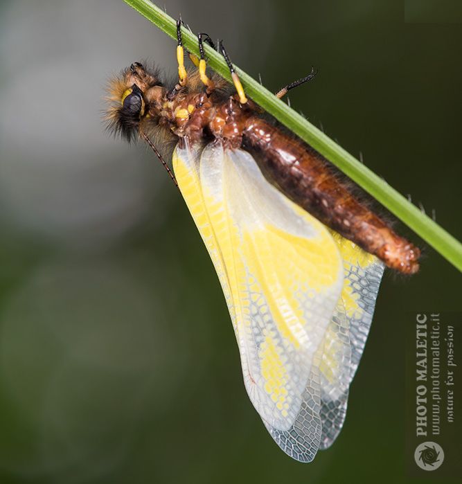 Libelloides coccajus?  S, femmina !