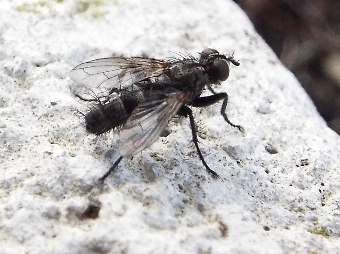 Stevenia sp.( Rhinophoridae)