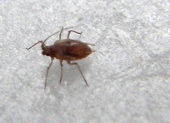 Afidi molto scuri: Neotoxoptera cf. violae